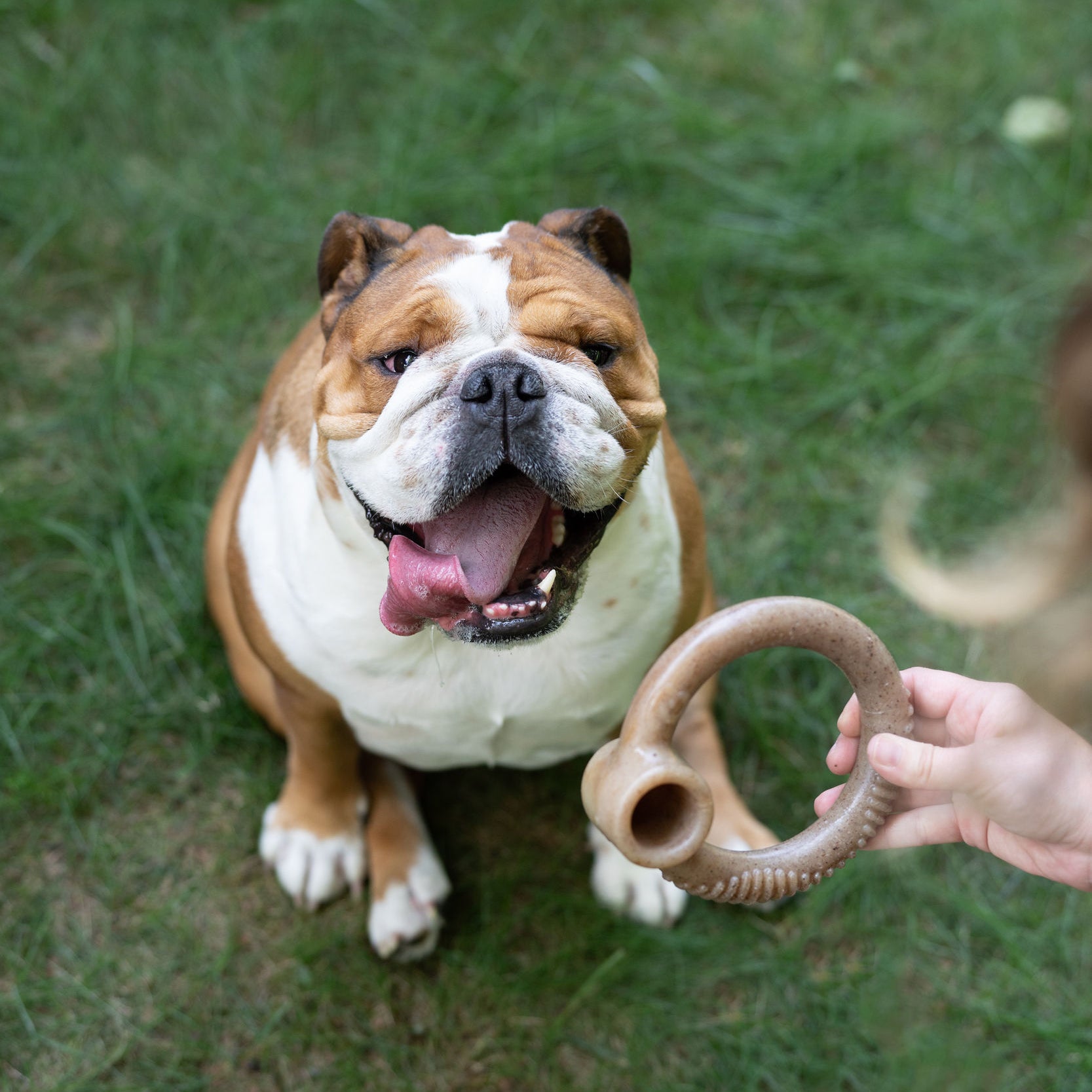  Bacon Ring Benebone and dog