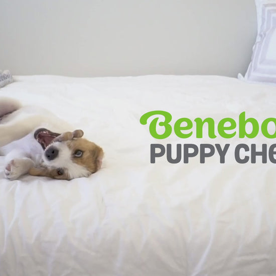 Benebone puppy video with music no talking. Video shows dogs interacting with Benebones. Video contains text that reads: Benebone puppy chews. Irresistible real flavors, bacon, maple wood. Real pieces of bacon. Durable yet forgiving. A size for every puppy. USA made and sourced. Fun & flavorful. Paw-friendly grip. Lasts for weeks. Stay playful Benebone logo.