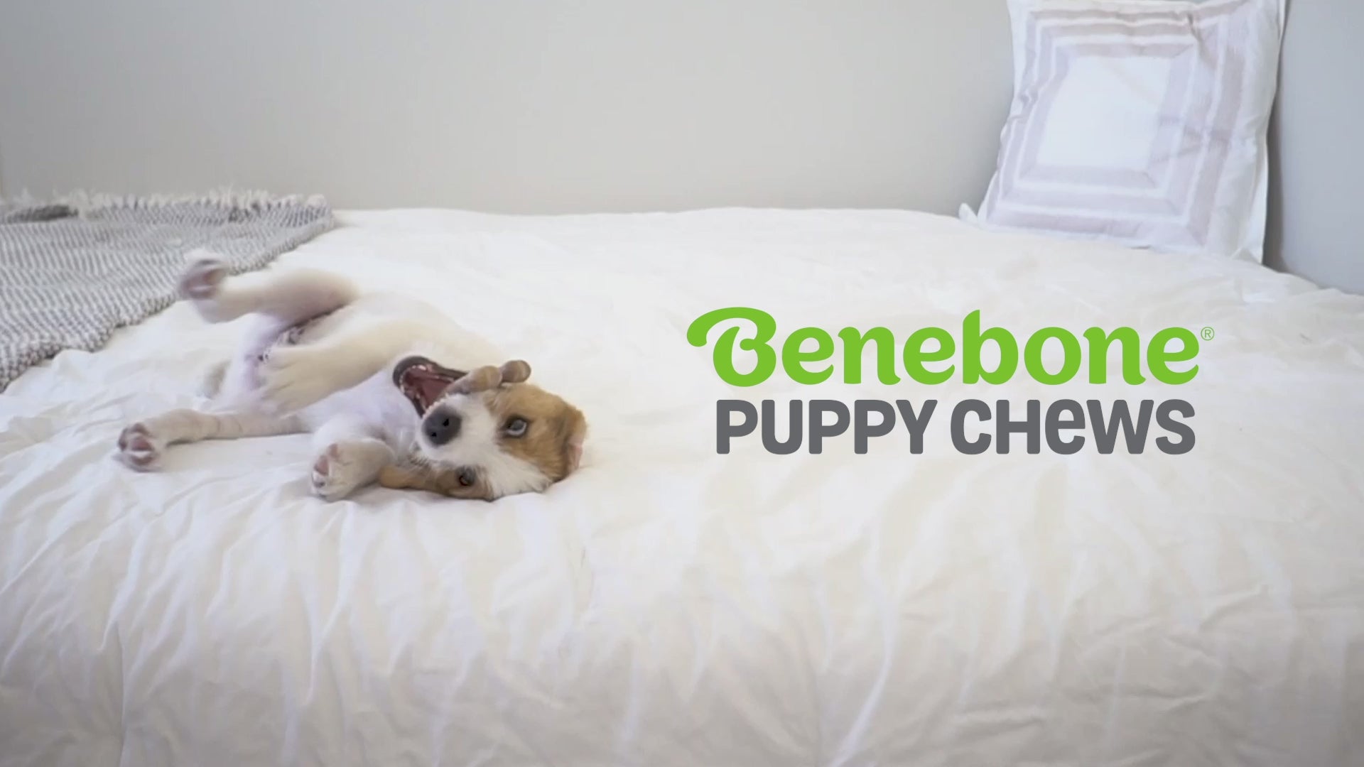 Benebone puppy video with music no talking. Video shows dogs interacting with Benebones. Video contains text that reads: Benebone puppy chews. Irresistible real flavors, bacon, maple wood. Real pieces of bacon. Durable yet forgiving. A size for every puppy. USA made and sourced. Fun & flavorful. Paw-friendly grip. Lasts for weeks. Stay playful Benebone logo.