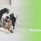 Tripe Bone Video with Music No talking. Video shows dogs interacting with Benebones. Video contains text that reads: Benebone Tripe bone is long lasting, fun. made with real beef tripe minus the stink. paw-friendly grip, sizes for all dogs small to large. has flavor pocket holes that you can put peanut butter in. irresistible flavor.