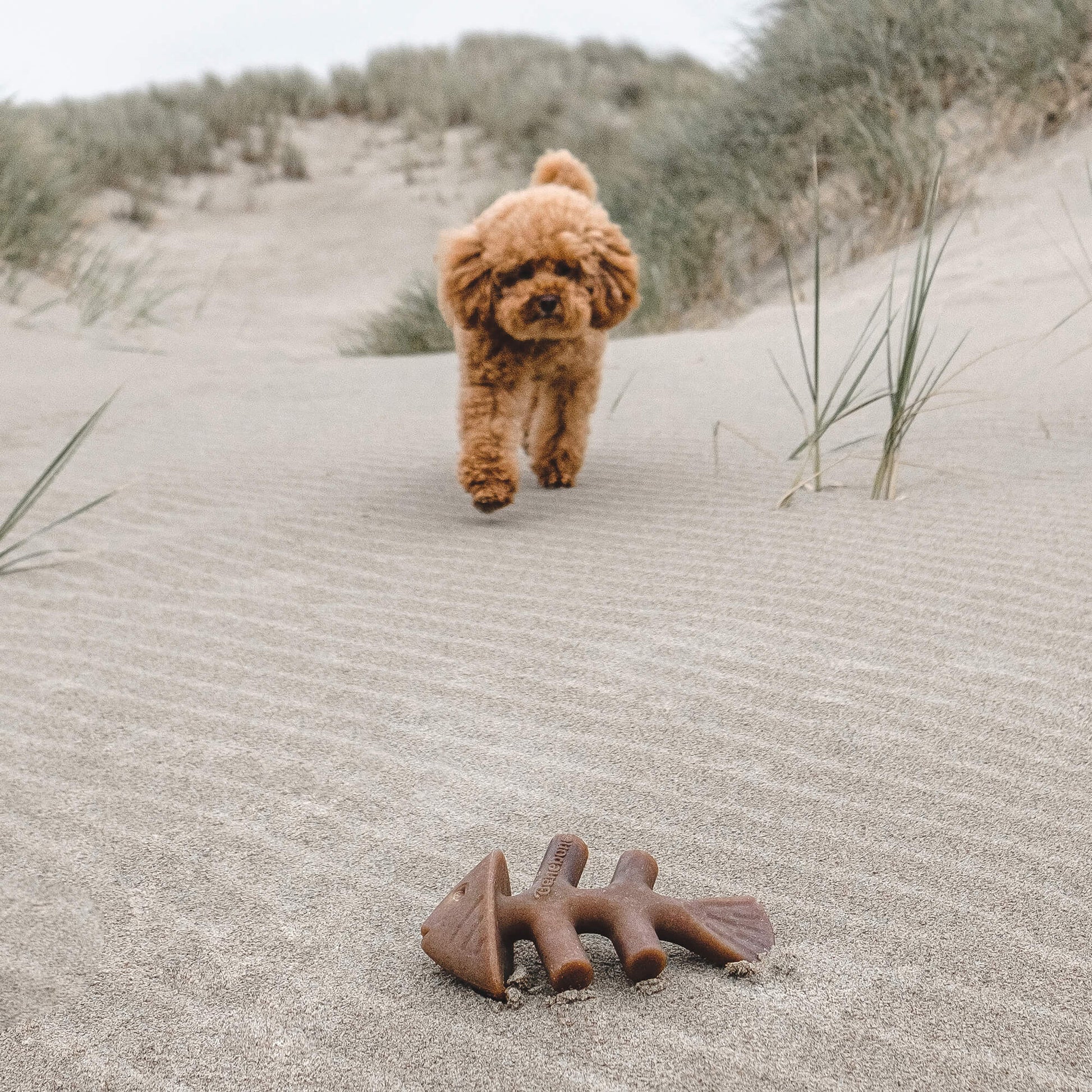 dog on beach with Fishbone Benebone